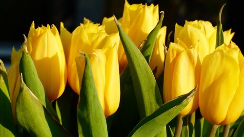 tulip  nature  flower