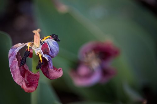 tulip  withered  transient