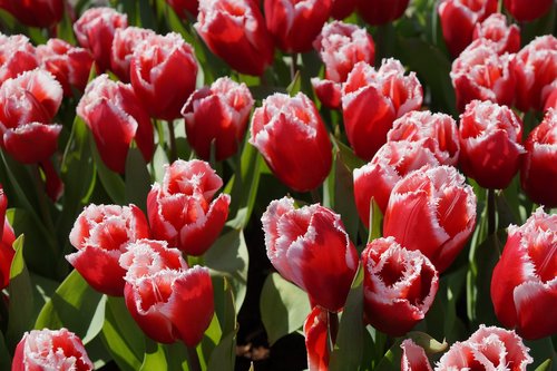 tulip  flower  plant