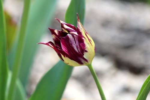 tulip  nature  plant