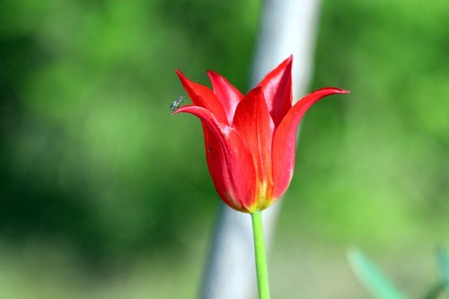 tulip  red tulip  nature