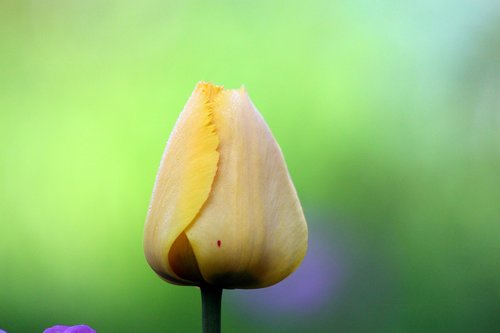 tulip  no one  nature