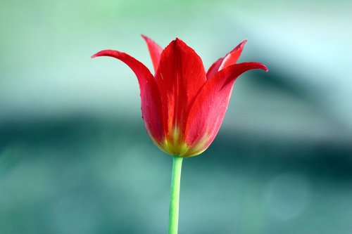 tulip  nature  no one