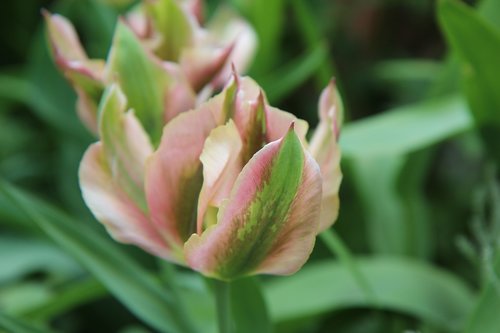 tulip  tulip green  tulip spring