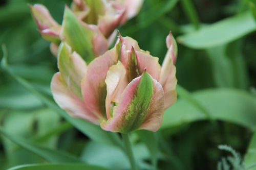 tulip  tulip green  petal green