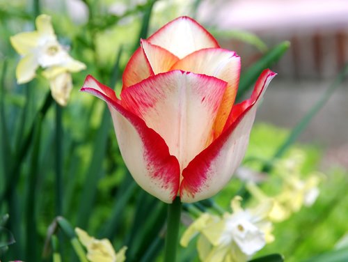 tulip  flower  tulipa