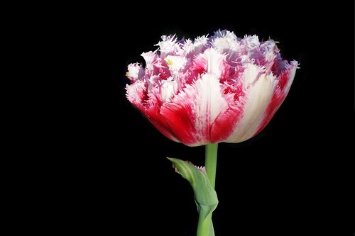 tulip  flower  flora