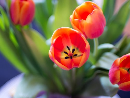 tulip  nature  flower