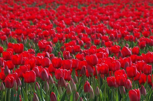 tulip  tulips  bollengewas