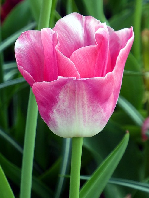 tulip  lily  pink