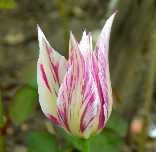 tulip  flower  plant