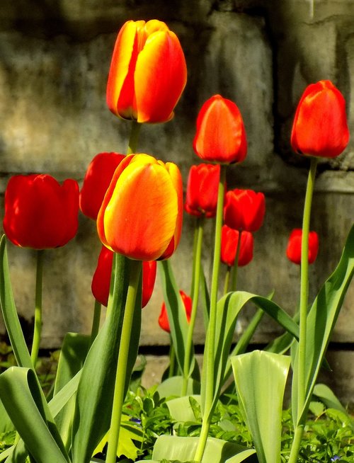 tulip  nature  flower