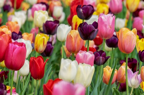 tulip  blossom  bloom