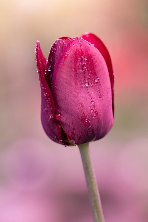 tulip  spring  nature