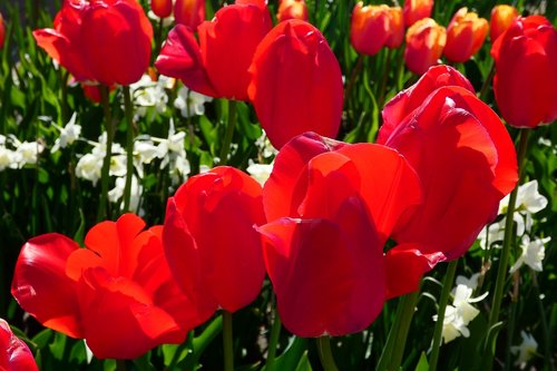 tulip  garden  flower