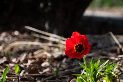 tulip  nature  flower