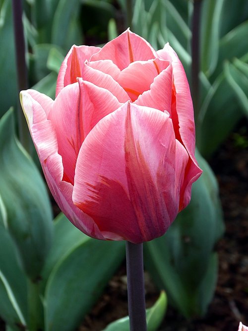 tulip  pink  lily