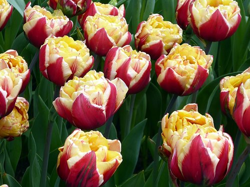 tulip  lily  red