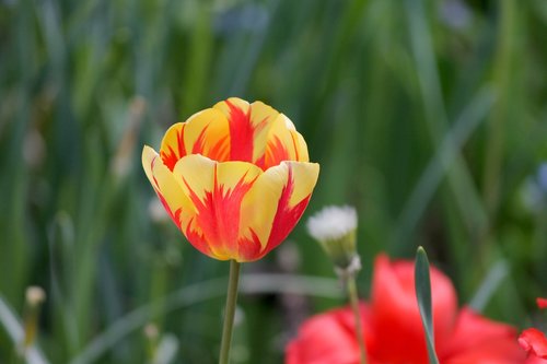 tulip  half closed  blossom