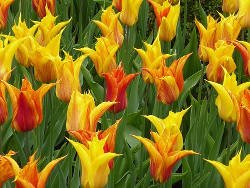 tulip  flower  yellow