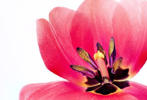 tulip  pink  macro
