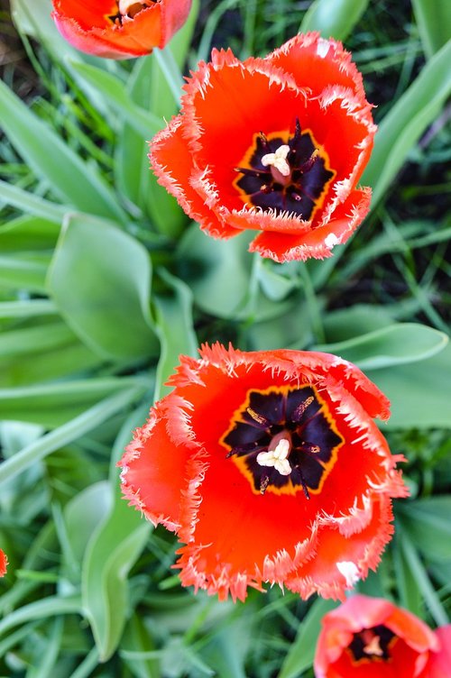 tulip  tulips  mack