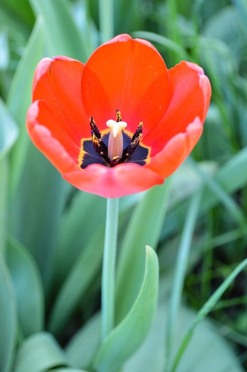 tulip  tulips  mack