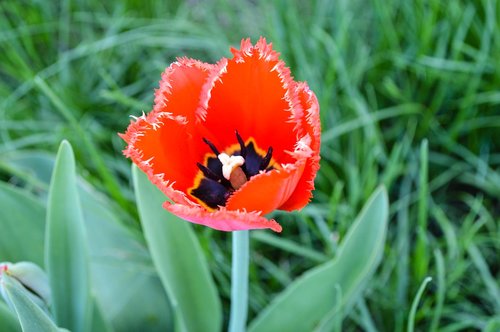 tulip  tulips  mack