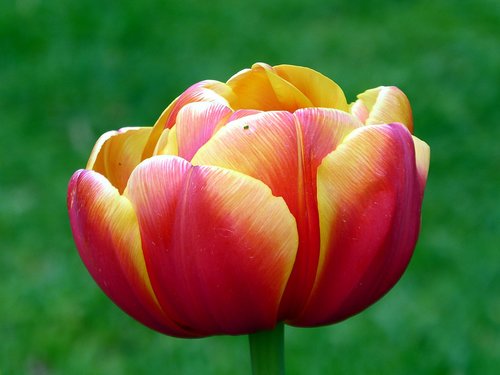 tulip  red  yellow
