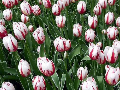 tulip  white  red