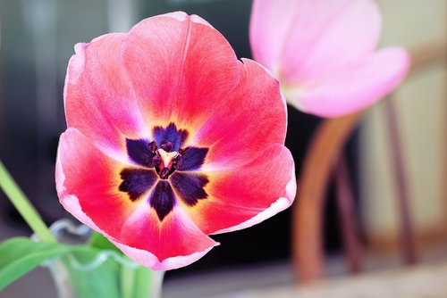 tulip  pink  purple center