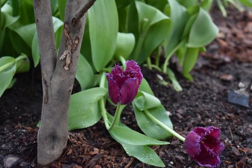 tulip  flowers  purple tulip