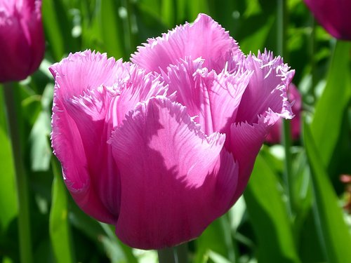 tulip  flower  spring