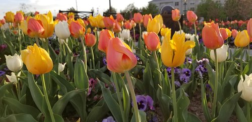 tulip  flowers  garden