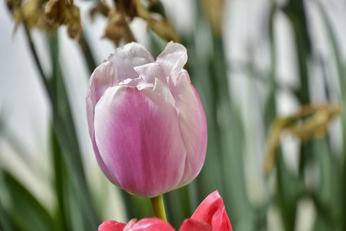 tulip  flower  garden