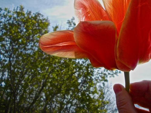 tulip hand red