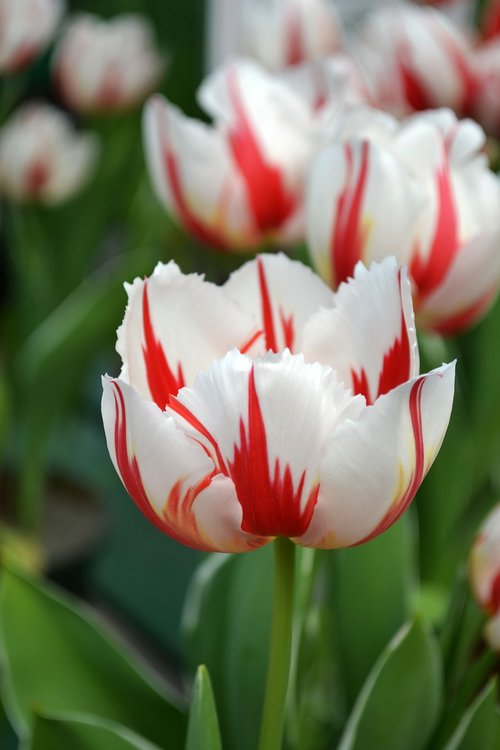 tulip  red and white  bloom