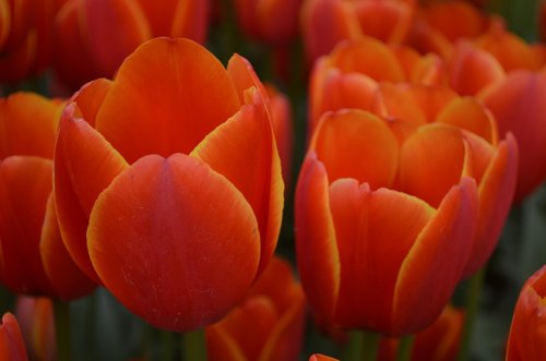 tulip  flower  orange