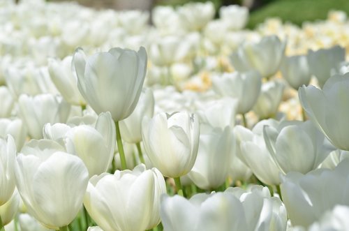 tulip  flower  orange