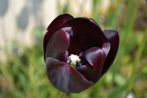 tulip flower macro