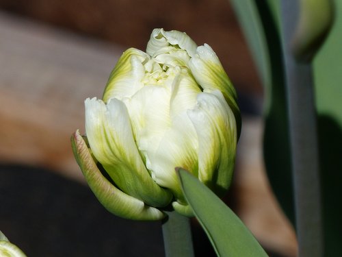 tulip  white  onion