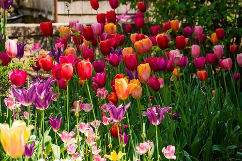 tulip  flower  garden