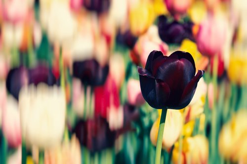 tulip  blossom  bloom