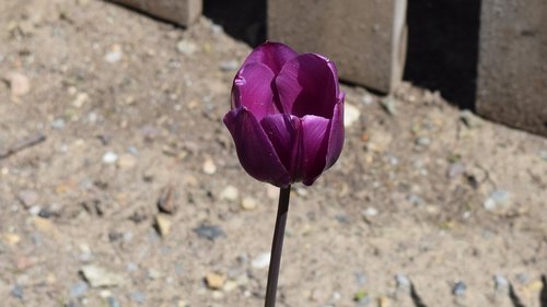 tulip  purple tulip  flower