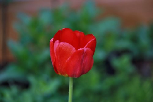 tulip  red  double tulip