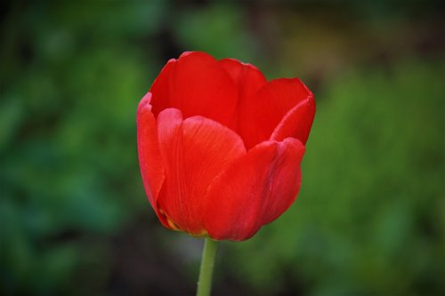 tulip  red  double tulip