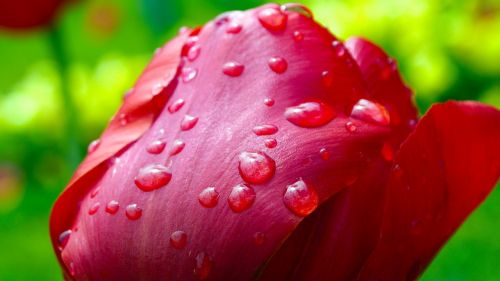 tulip after the rain raindrops