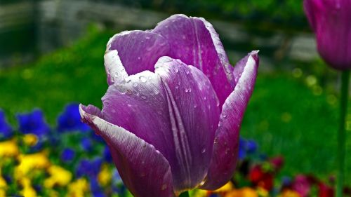 tulip raindrops nature