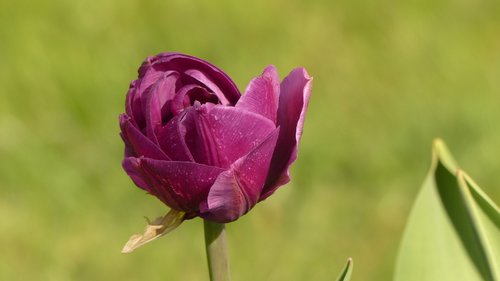 tulip  purple  spring