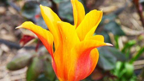 tulip noble tulip flower